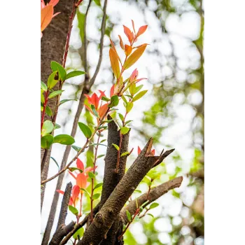 Red Sandalwood Plants